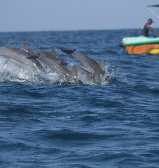 shutterstock_2261252467